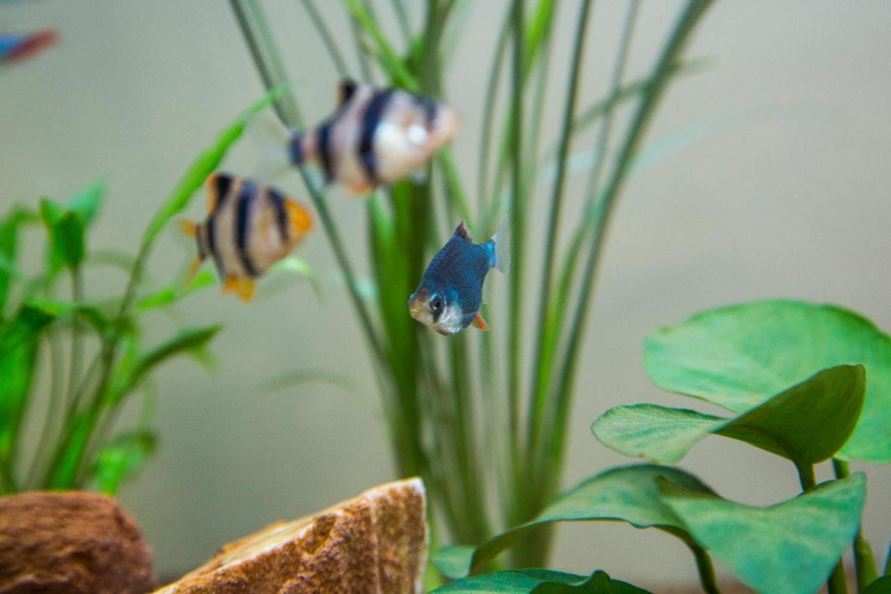 B&B Aquarium サン・ベネデット・デル・トロント エクステリア 写真