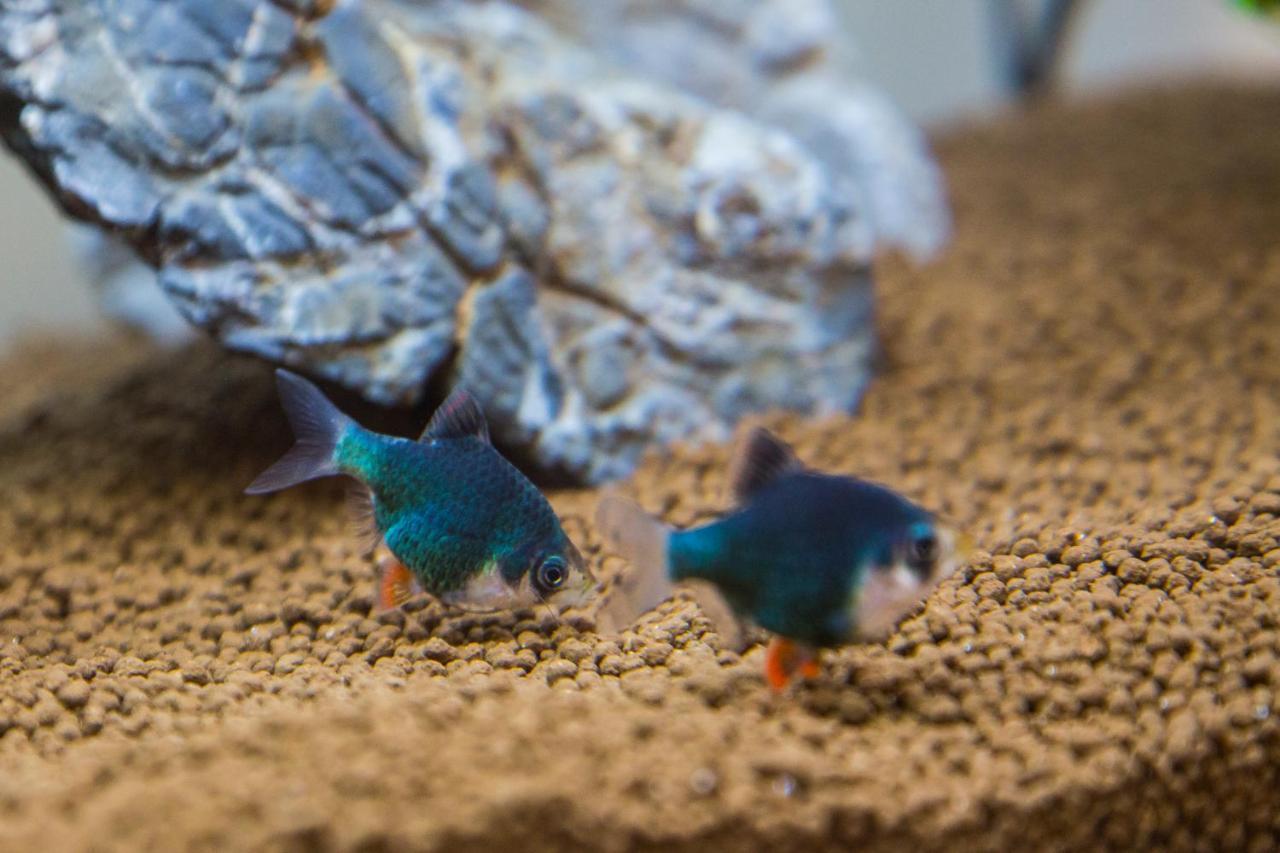 B&B Aquarium サン・ベネデット・デル・トロント エクステリア 写真